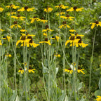 Clusters of Rudbeckia maxima (Great Coneflower) from Wellspring Gardens display tall yellow blooms with dark centers and long green stems, standing out in a lush outdoor scene with leafy trees softly blurred in the background.