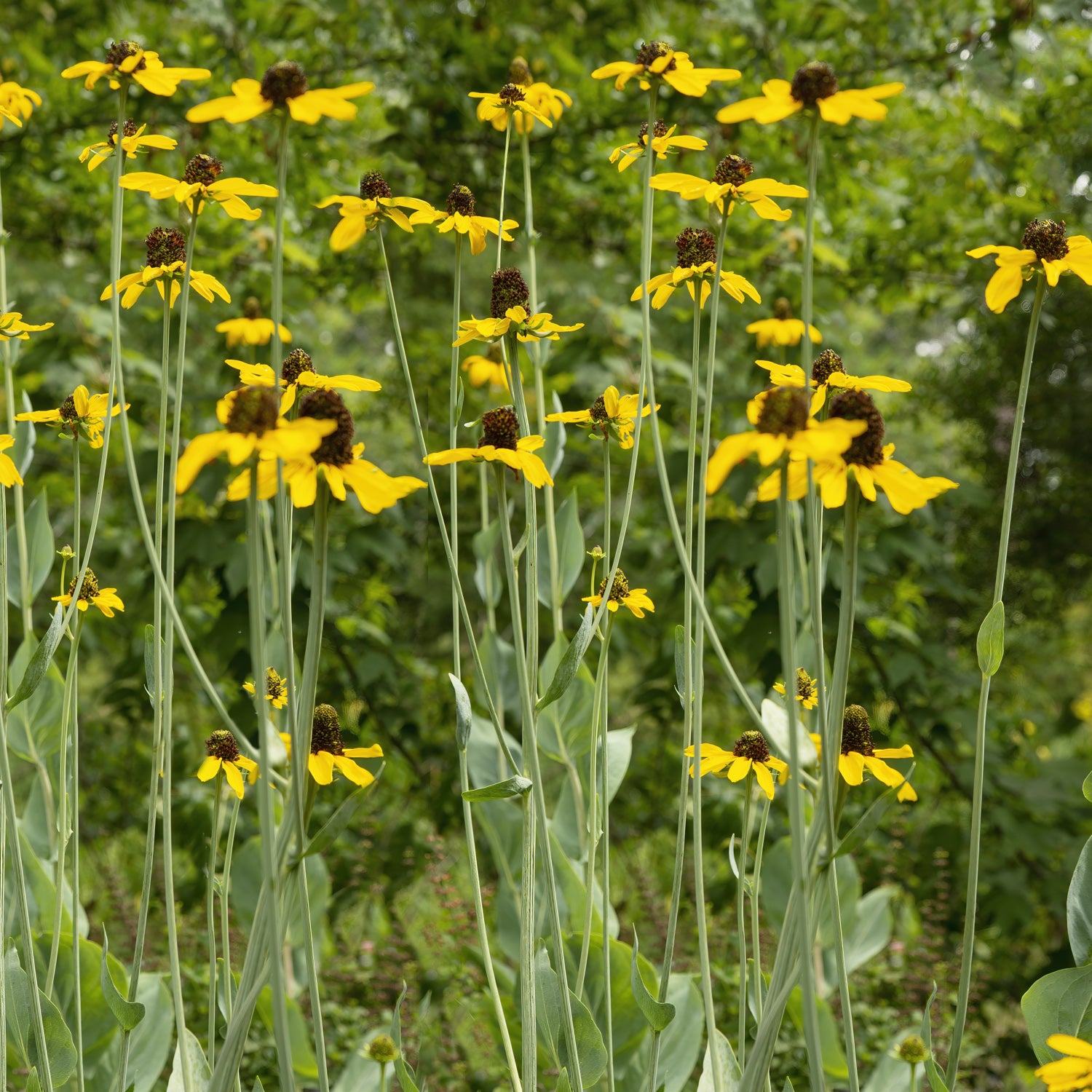 Clusters of Rudbeckia maxima (Great Coneflower) from Wellspring Gardens display tall yellow blooms with dark centers and long green stems, standing out in a lush outdoor scene with leafy trees softly blurred in the background.