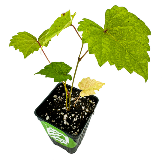 'Delicious' Muscadine Grape Vine - Vitis rotundifolia