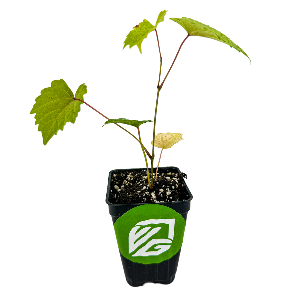 'Delicious' Muscadine Grape Vine - Vitis rotundifolia