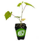 'Delicious' Muscadine Grape Vine - Vitis rotundifolia