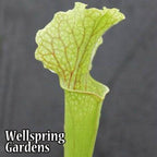 A close-up of the Judith Hindle Pitcher Plant Carnivorous (Sarracenia) by Wellspring Gardens, showing its green veined pitcher and ruffled edge against a dark background. "Wellspring Gardens" appears in the lower left corner.