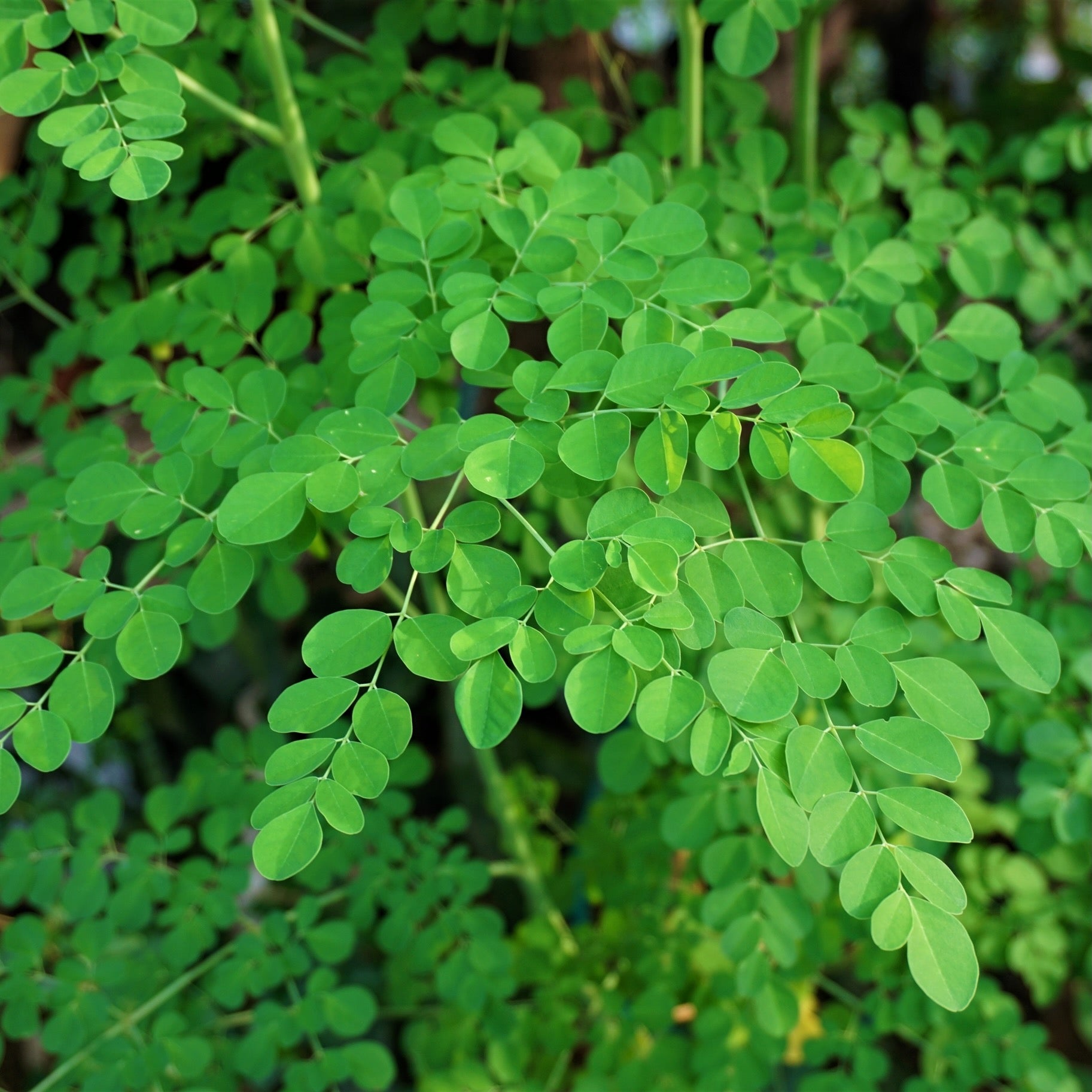 Close-up of lush green leaves from the Moringa Tree (Moringa oleifera), also known as Ben Oil or Drumstick Tree, by Wellspring Gardens—ideal inspiration for natural supplements.