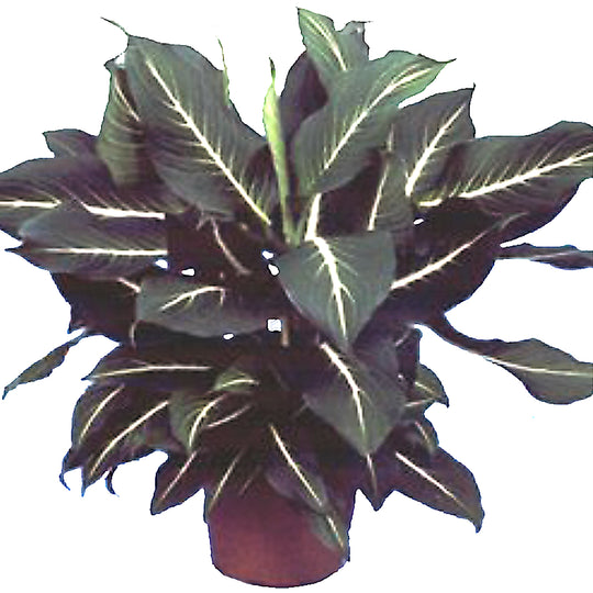 Dieffenbachia Sterling Houseplant - Dieffenbachia