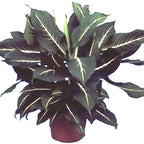 The Wellspring Gardens Dieffenbachia Sterling Houseplant is displayed against a white background, showcasing its large, dark green leaves with striking white veins.