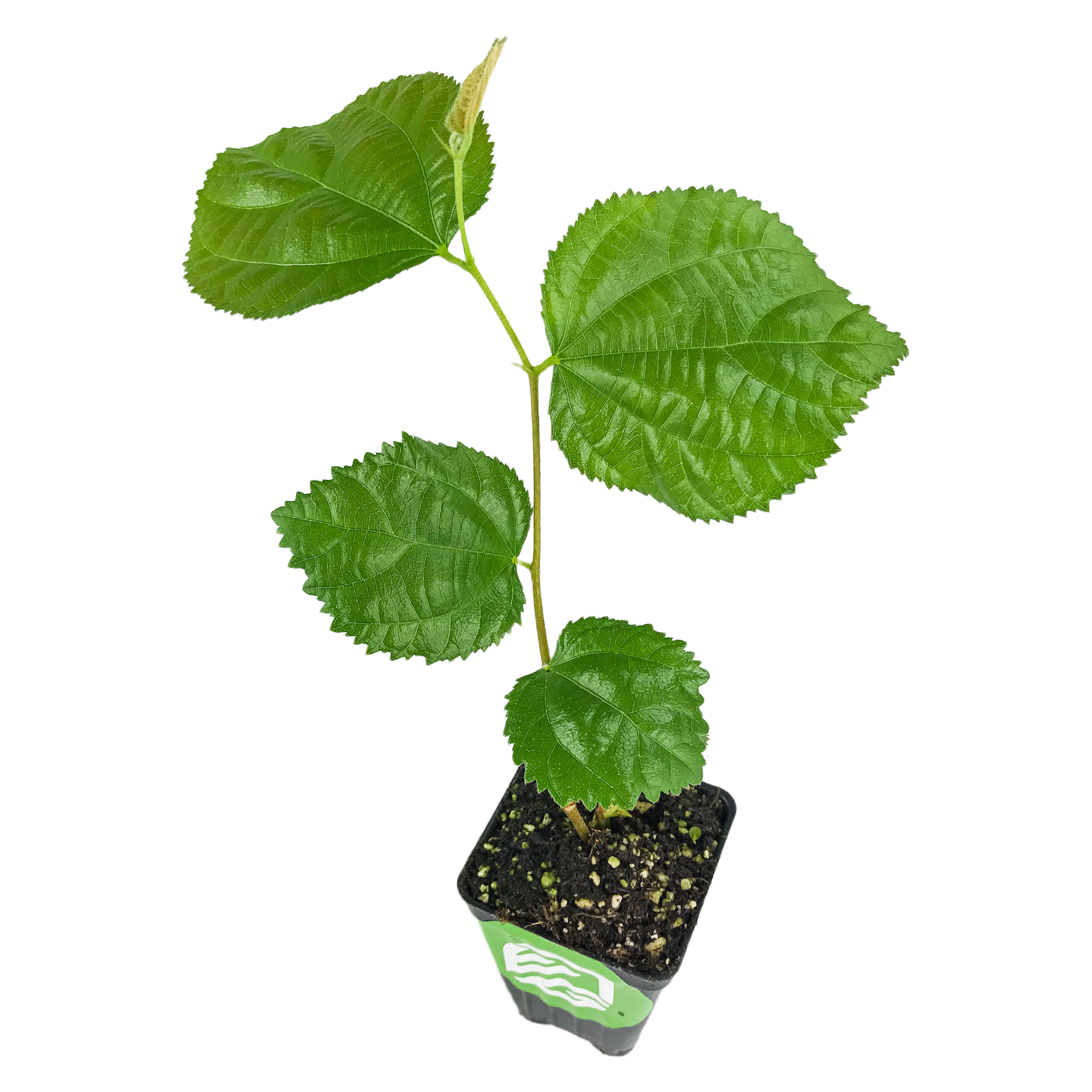 A young Sherbet Berry (Grewia asiatica) from Wellspring Gardens, featuring large serrated green leaves, grows in a small black plastic pot with soil against a white background. This drought-tolerant shrub thrives in sunny gardens.