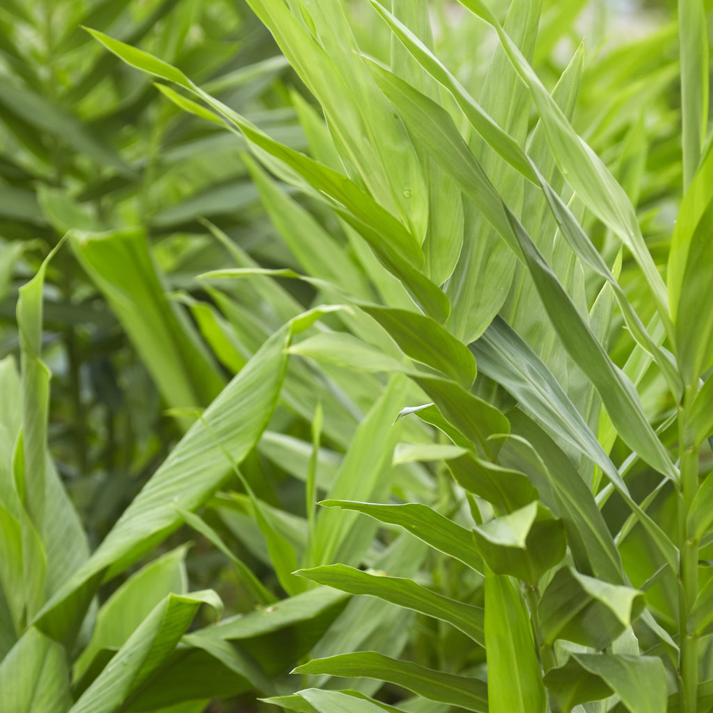 Galanga (Thai Ginger / Siamese Ginger) - Alpinia galangal
