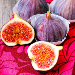 Violette de Bordeaux Fig - Ficus carica