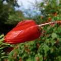 A bee gathers nectar from a vivid red Turk's Cap (Malvaviscus arboreus) by Wellspring Gardens, its blooms and lush green leaves showcasing this eye-catching, drought-tolerant plant against a softly blurred background.