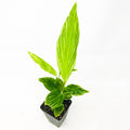 A small Pinstripe Ginger Variegated (Alpinia formosana) from Wellspring Gardens with long, pointed green leaves featuring striking light veins, displayed in a pot against a plain white background.