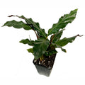 The Rufibarba Furry Feather Velvet Calathea (Calathea rufibarba) from Wellspring Gardens features dark green, velvety, wavy-edged leaves and grows in a black plastic pot with soil—ideal as an indoor plant for any space.