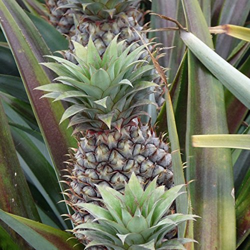 Sugarloaf Pineapple (Kona Sugarloaf) - Ananas comosus