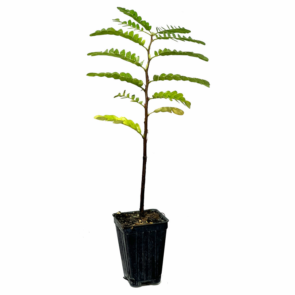 Tamarind Fruit Tree - Tamarindus indica