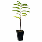 The Wellspring Gardens Tamarind Fruit Tree (Tamarindus indica) is a young, slender plant with green leaflets on a thin brown stem, potted in a small black plastic container and set against a white background.