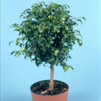The Wellspring Gardens Ficus benjamina Too Little Weeping Fig Tree, featuring a slender trunk and dense, glossy green leaves, is displayed in a small pot against a plain light blue background.