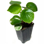 A Raindrop Peperomia (Coin-leaf) - Peperomia polybotrya from Wellspring Gardens, featuring round, glossy green leaves, grows in a black plastic pot filled with soil, isolated on a white background.