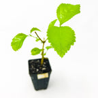 Aloysia virgata (Sweet Almond Bush) by Wellspring Gardens is a fragrant, green leafy plant in a black plastic pot. Known for its white flower spikes and delicate vanilla almond scent, it's pictured against a plain white background.