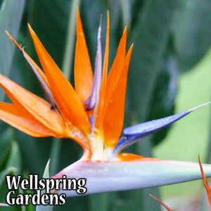 Orange Bird of Paradise - Strelitzia reginae – Wellspring