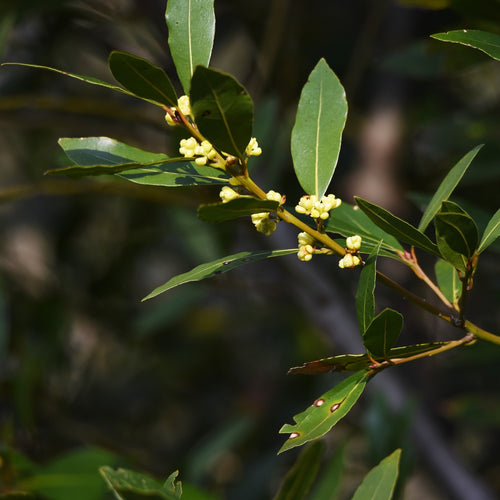 A close-up of the Bay Laurel Tree (Laurus nobilis) by Wellspring Gardens shows elongated green leaves and small pale yellow flower buds, set against a softly blurred Mediterranean background.