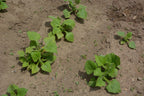 Several Purple Yacon (Smallanthus sonchifolius) plants from Wellspring Gardens with broad leaves are growing in uneven rows in dry, brown soil that is sparsely covered with grass and small stones.