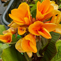 The Elite Chocolate Sunrise Canna Lily by Wellspring Gardens features bright orange-yellow flowers with yellow edges and large dark purple-green leaves, clustered vibrantly. Some petals have brown tips, and a dark water-filled container is in the background.