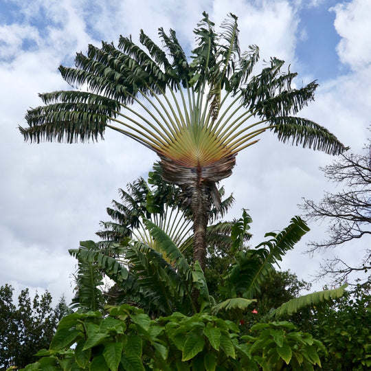 Traveler's Tree (Traveler's Palm) - Ravenala madagascariensis