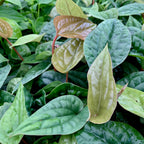 Close-up of lush green and brown leaves with visible veins on the Anthurium radicans x luxurians Hybrid from Wellspring Gardens. Water droplets on some leaves enhance its fresh, natural look, perfect for indoor or outdoor decor.