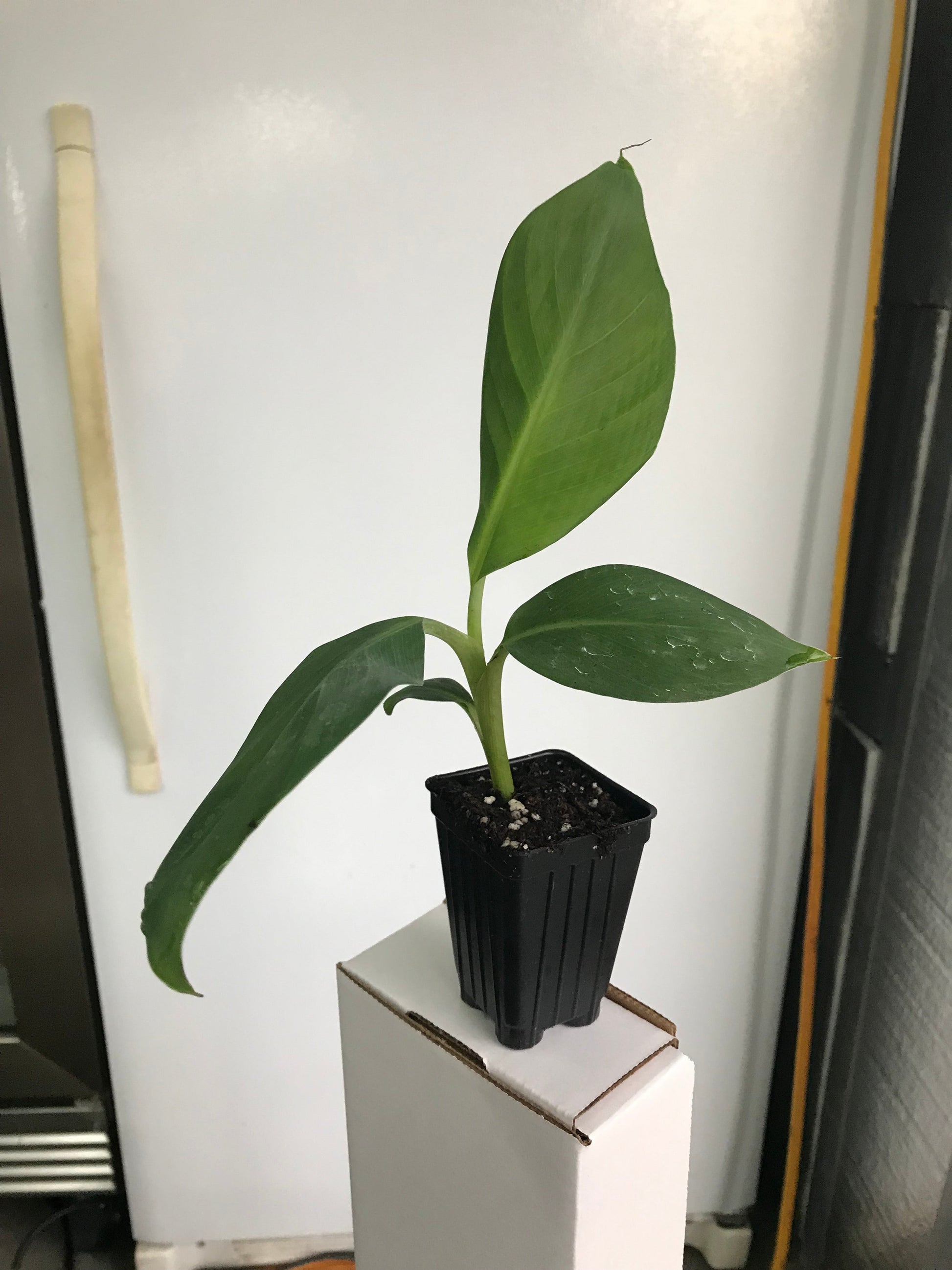 Mona Lisa Banana - Musa acuminata