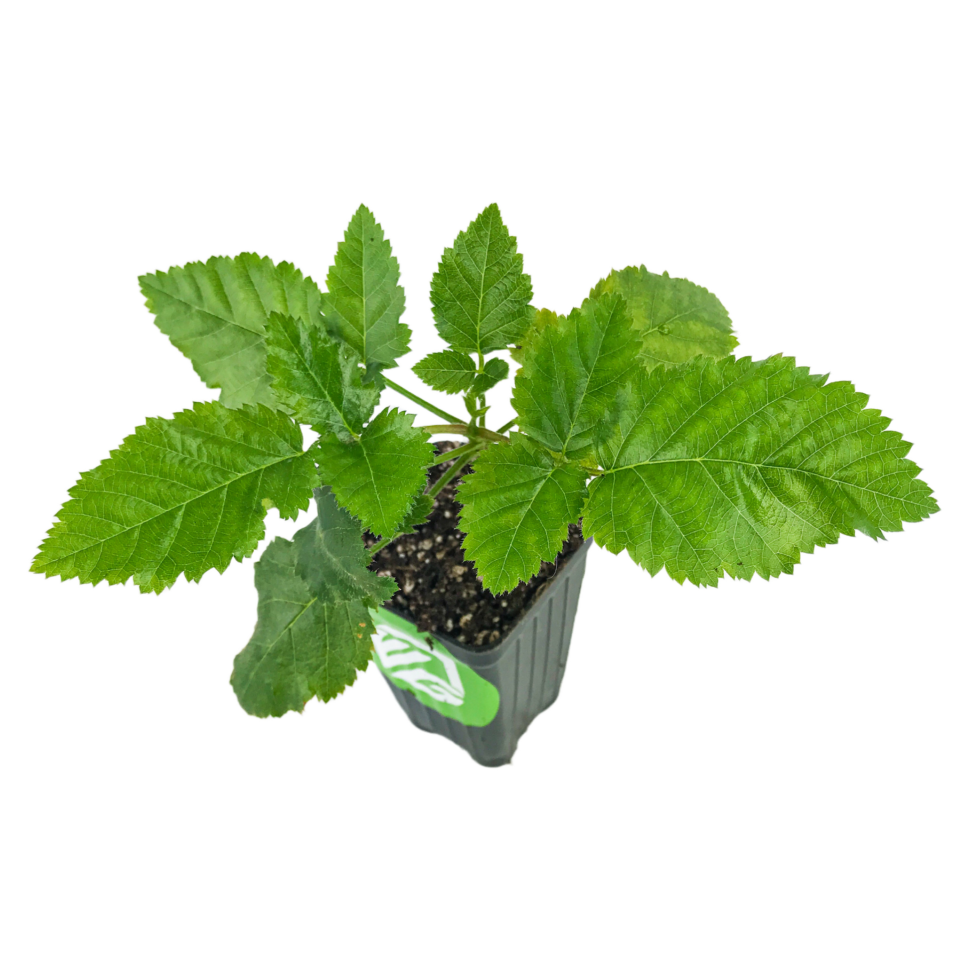 Prime-Ark Freedom Blackberry - Rubus