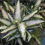 The Dieffenbachia Panther Houseplant from Wellspring Gardens features long, pointed leaves with white speckles and silver streaks in a star-like pattern—an eye-catching container plant for your home.