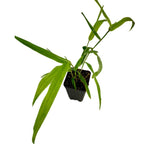 The Wellspring Gardens Tiger Grass (Thysanolaena maxima latifolia) is a small ornamental plant with slender green leaves and thin stems, potted in soil in a black plastic container, shown isolated on a white background.
