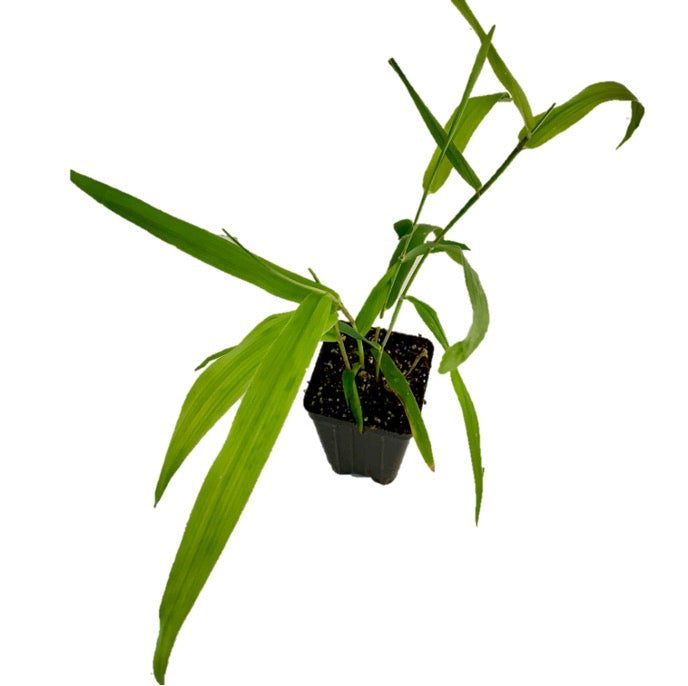 The Wellspring Gardens Tiger Grass (Thysanolaena maxima latifolia) is a small ornamental plant with slender green leaves and thin stems, potted in soil in a black plastic container, shown isolated on a white background.