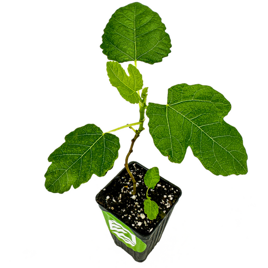 Olympian Fig - Ficus carica