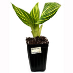 A small Tropicanna Gold Canna Lily from Wellspring Gardens, with two large gold and green striped leaves, grows in soil in a black plastic container labeled USPRG-COM and TRPCINAGLD.