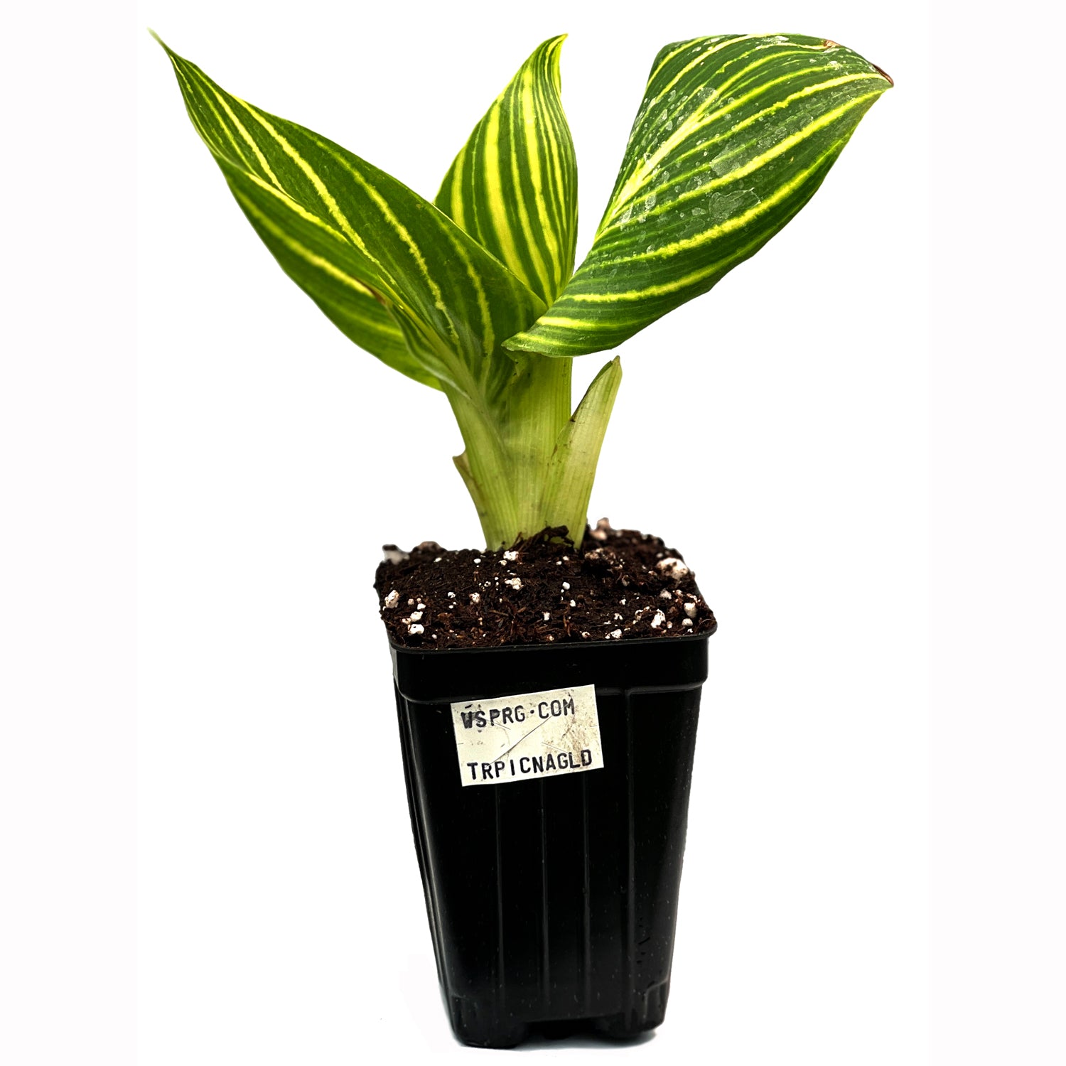 A small Tropicanna Gold Canna Lily from Wellspring Gardens, with two large gold and green striped leaves, grows in soil in a black plastic container labeled USPRG-COM and TRPCINAGLD.