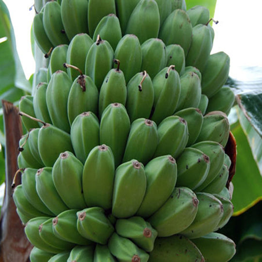 Saba Banana - Musa