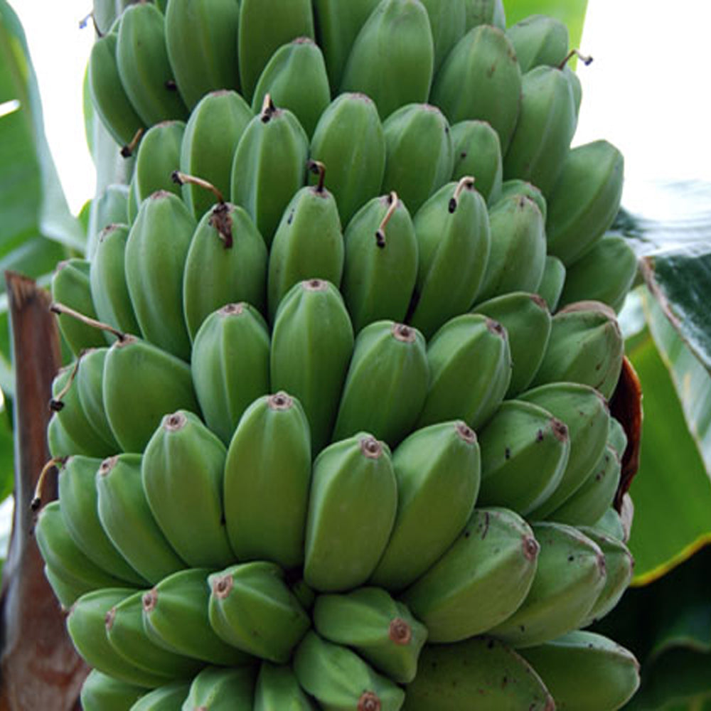 A large bunch of unripe, green Saba Banana - Musa from Wellspring Gardens grows on a banana plant with lush leaves in the background, commonly found in the Philippines.