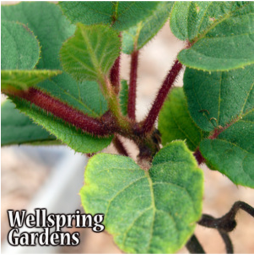 Tomuri Male Kiwi - Actinidia chinensis – Wellspring Gardens