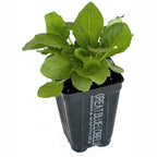 A Great Blue Lobelia Cardinal Flower (Lobelia siphilitica) by Wellspring Gardens, a small green perennial with broad leaves, grows in a rectangular black plastic pot against a white background.