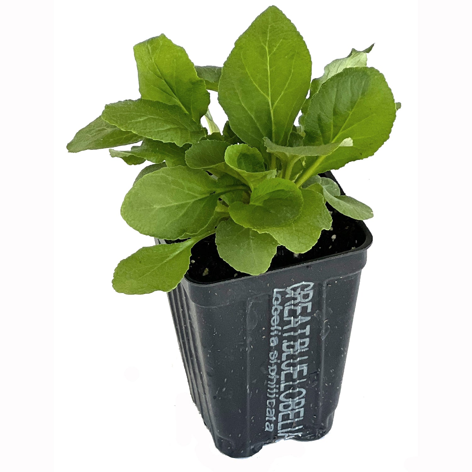A Great Blue Lobelia Cardinal Flower (Lobelia siphilitica) by Wellspring Gardens, a small green perennial with broad leaves, grows in a rectangular black plastic pot against a white background.