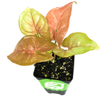The Wellspring Gardens Syngonium Neon Robusta Pink Arrowhead Vine (Syngonium podophyllum) features heart-shaped leaves in neon pink and green, set in a square black pot—ideal for adding vibrant charm to your indoor plant collection.
