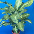 The Wellspring Gardens Dieffenbachia Camouflage Houseplant features large green and white leaves with dark green spots and streaks, displayed in a pot against a vibrant blue background.