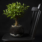 A Wellspring Gardens Ficus benjamina Too Little Weeping Fig Tree (Ornamental) sits in a round glass container with soil and stones on a black wooden chair against a dark background.
