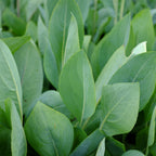 Close-up of vibrant green leaves of Rudbeckia maxima (Great Coneflower) from Wellspring Gardens, growing densely with prominent veins and varied textures.