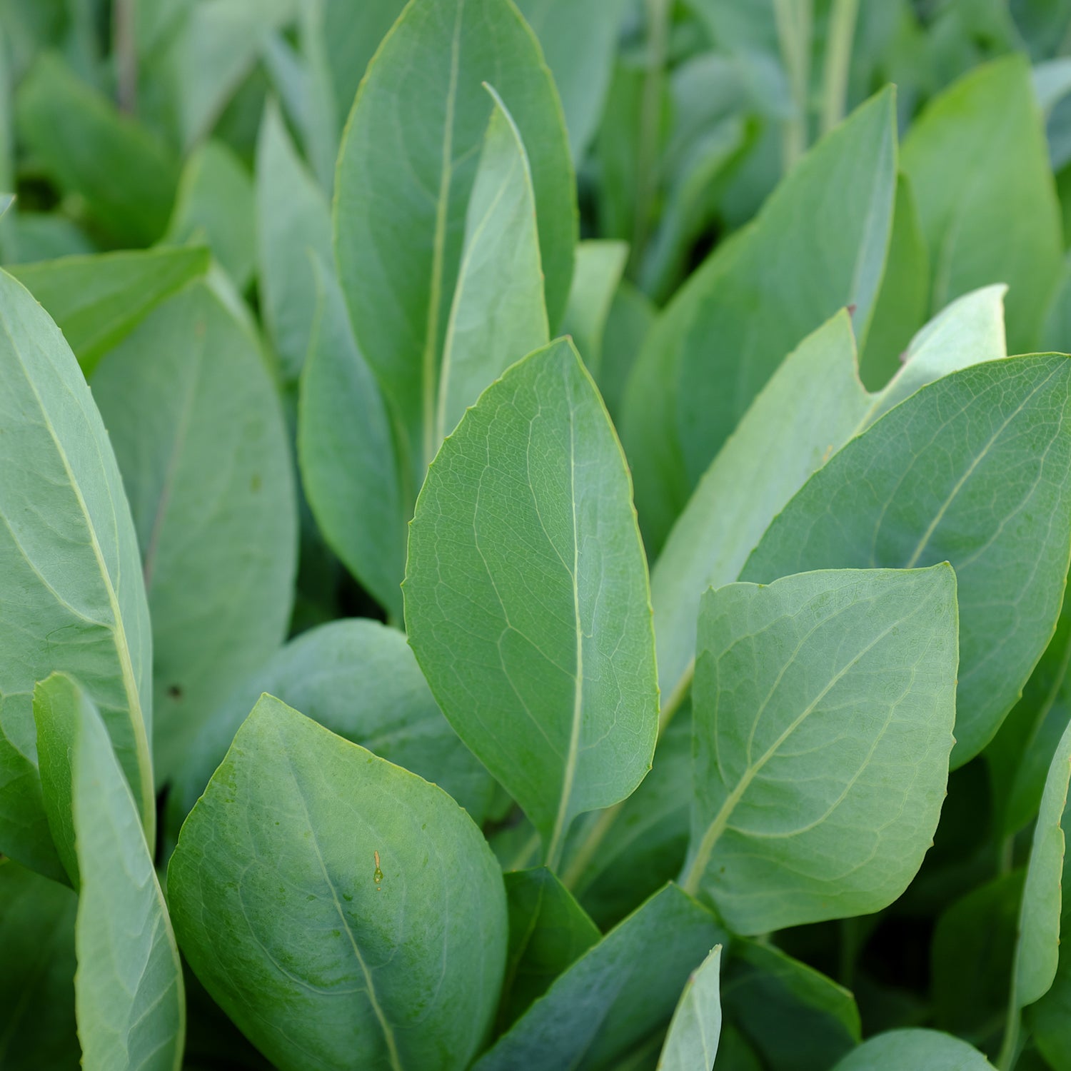 Close-up of vibrant green leaves of Rudbeckia maxima (Great Coneflower) from Wellspring Gardens, growing densely with prominent veins and varied textures.