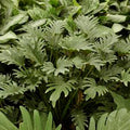 The Philodendron Deja Vu by Wellspring Gardens features dense clusters of green, deeply lobed, serrated leaves, creating a lush tropical look—an ideal choice for an indoor houseplant.