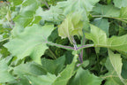 Close-up of lush green, serrated leaves with visible veins and some purple-tinted stems on Purple Yacon (Smallanthus sonchifolius) by Wellspring Gardens. Overlapping foliage fills the background.