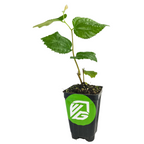 A Sherbet Berry (Grewia asiatica) plant by Wellspring Gardens, with several leaves, grows in soil in a black plastic pot featuring a green sticker and white logo. The drought-tolerant shrub is shown against a plain white background.