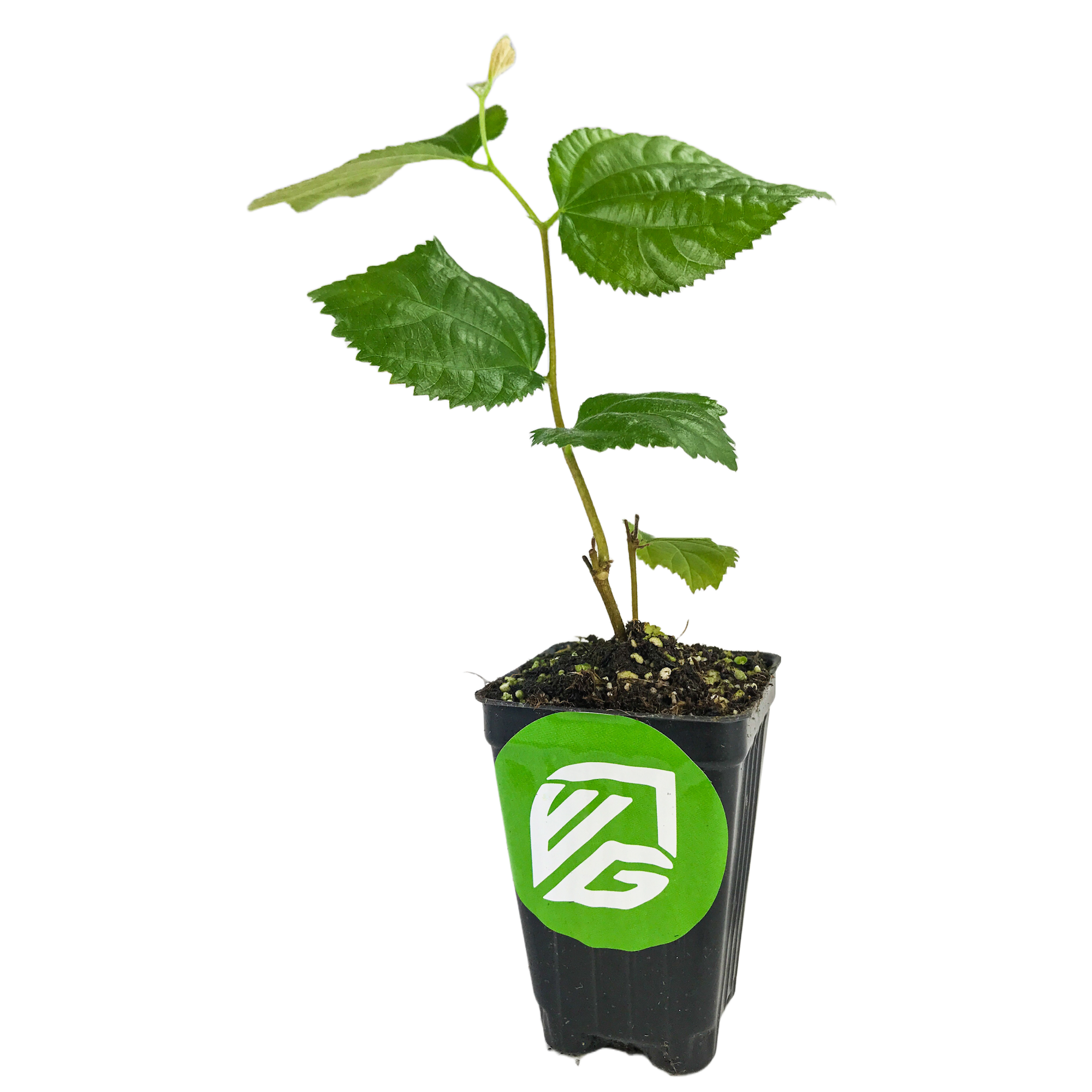 A Sherbet Berry (Grewia asiatica) plant by Wellspring Gardens, with several leaves, grows in soil in a black plastic pot featuring a green sticker and white logo. The drought-tolerant shrub is shown against a plain white background.