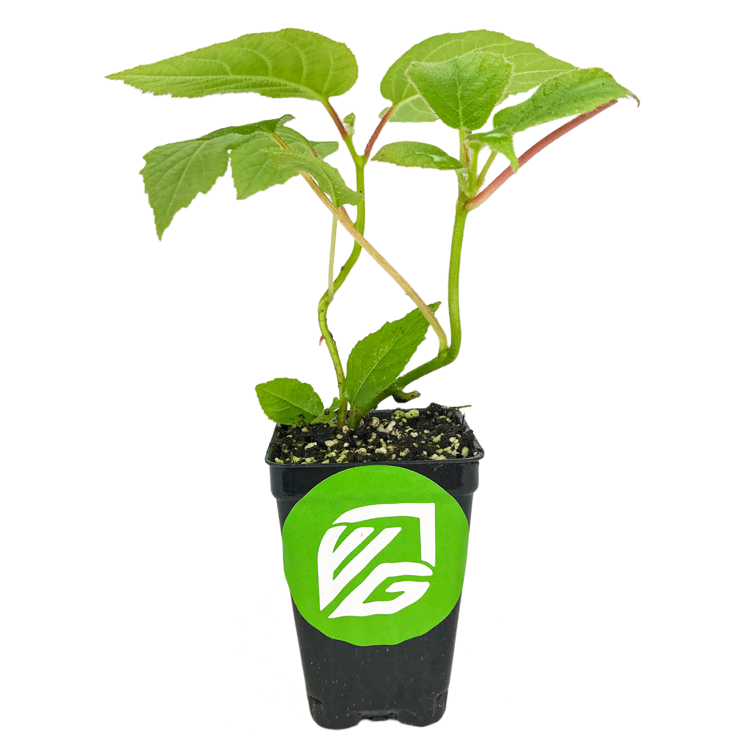 kiwi plant in pot Vincent Female Kiwi